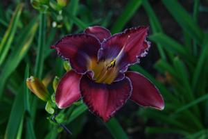 PLUM BLUE VELVET
